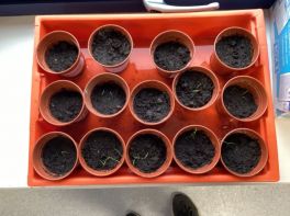 P7 planting chives