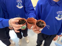 Planting Chives Experiment in P7